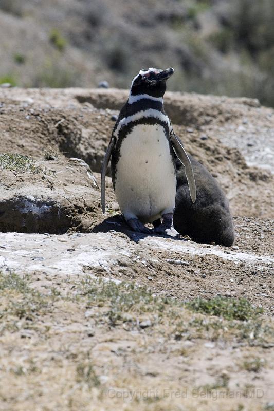 20071209 121243 D2X 2800x4200.jpg - Magellan Penguins at Pensinsula Valdes, Argentina